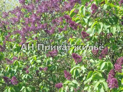 Земельна ділянка в Терешках, річка поряд.