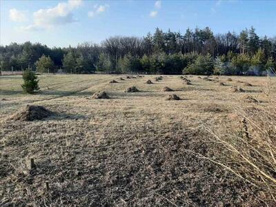Шукаєте ділянку біля соснового лісу?