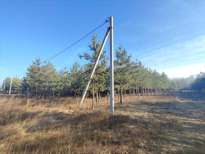 Ділянка в сосновому лісі
