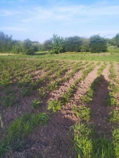 Ділянка під забудову майже в центрі с.Супрунівка!