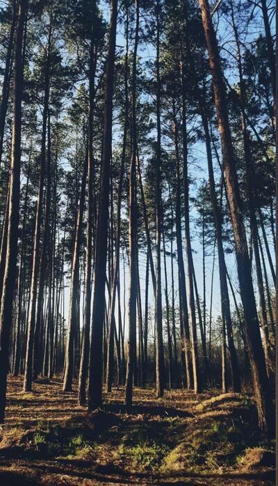 Ділянка в Їжаківці