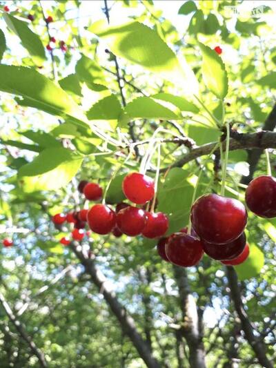 Ділянка під забудову. Село Жуки