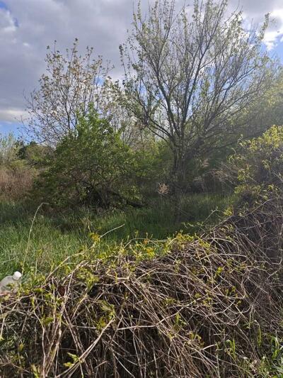 Земельна ділянка в Рибцях.