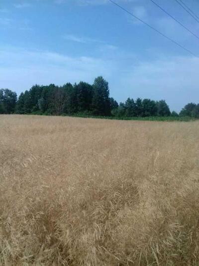 Земельна ділянка в Сем"янівці!