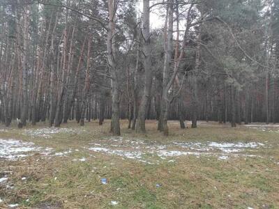Земельна ділянка біля хвойного лісу!