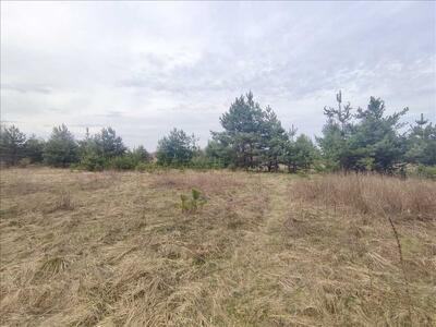 Ділянки поміж соснових насаджень, межа міста!