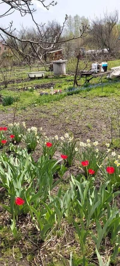 Ділянка для садівництва в Їжаківці