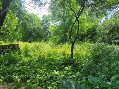 Дачна ділянка в Петрівці.