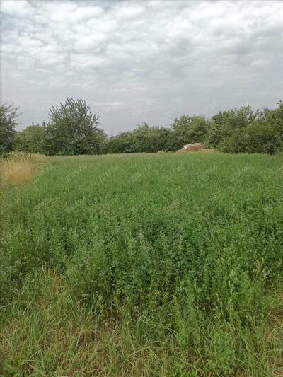 Ділянка неподалік лісу та річки.