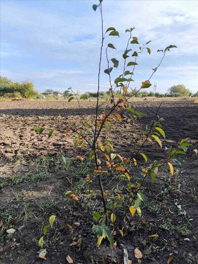 Земельна ділянка в Мачухах!