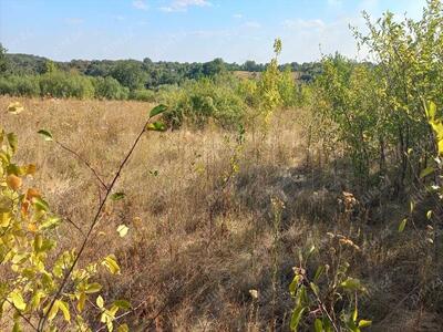 Ділянка 25 соток в Мачухах