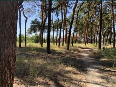 Ділянка в сосновому лісі!