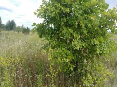 Продається земельна ділянка с. Верхоли