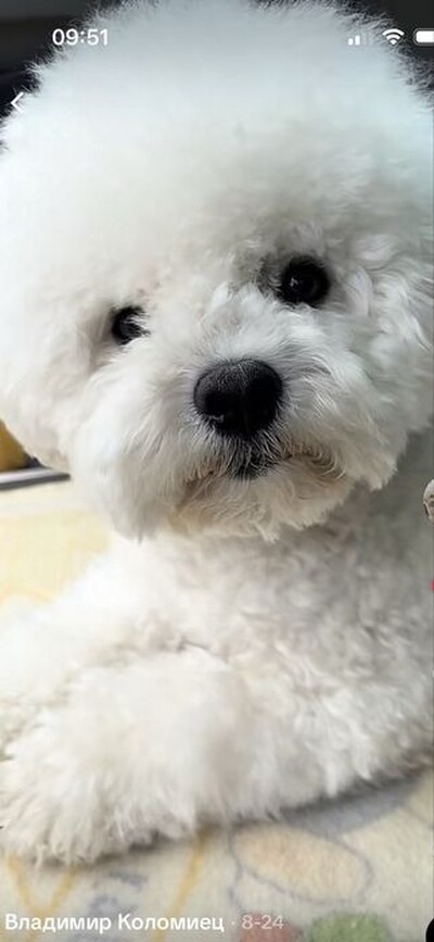 Бішон фрізе від офіційного розплідника Royal snow ball