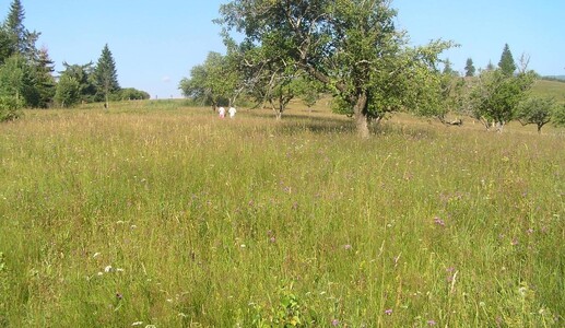 Земельна ділянка в Карпатах, с. Ільці