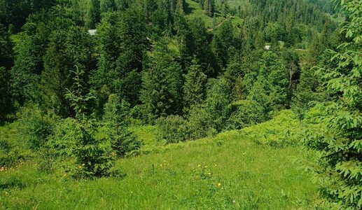 Земельна ділянка в Карпатах