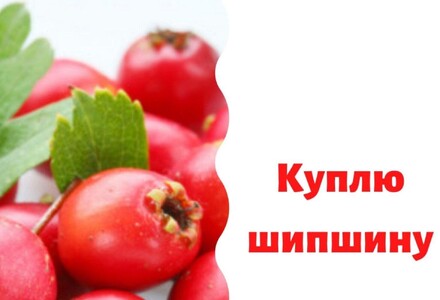 Куплю шипшину