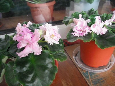 Сенполія ніжно рожева.