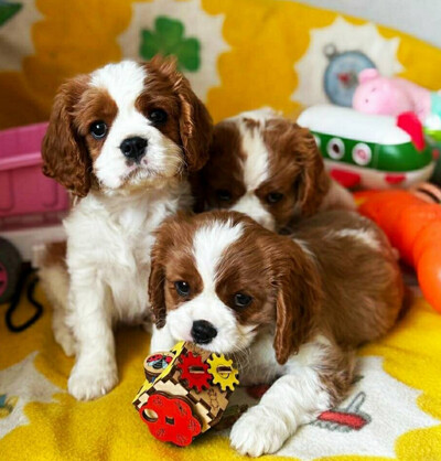 Кавалер кінг чарльз спанієль