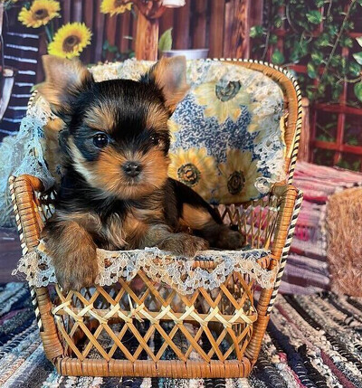 Йоркширський тер'єр міні