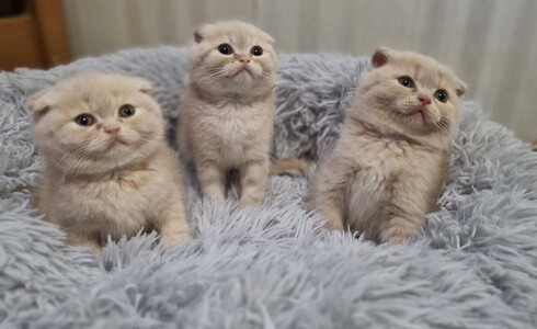 Шотландські висловухі коти