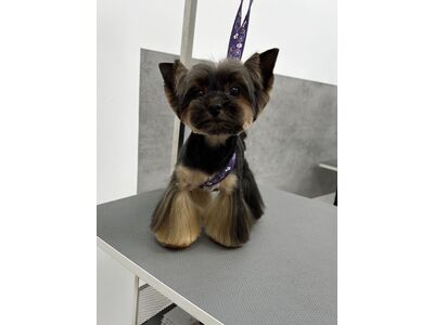 Грумінг. Послуги для домашніх улюбленців.