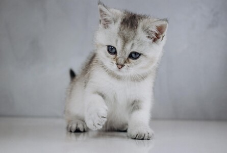 Шотландське кошеня срібна шиншила