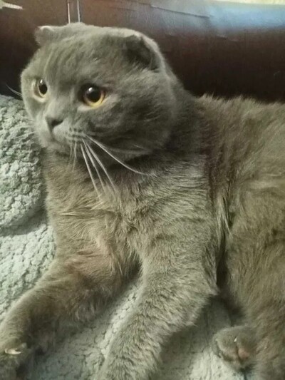 Кот для вязки