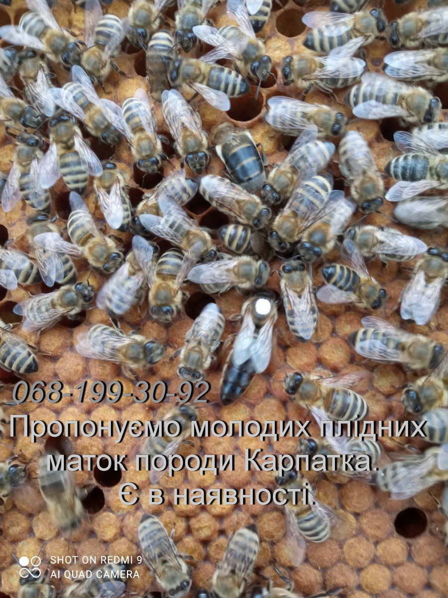 Бджоломатки плідні молоді Карпатка, Одесса на aviso.ua