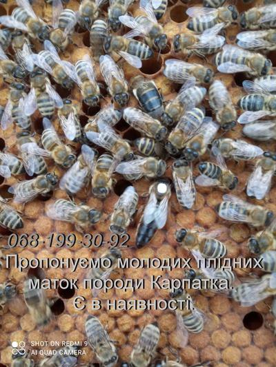 Бджоломатки плідні молоді Карпатка