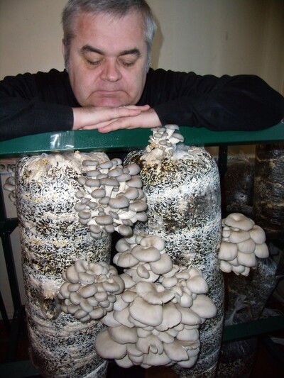 Набір для вирощування грибів на 10 мішків з інструкцією.
