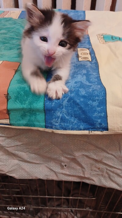 Отдам котят