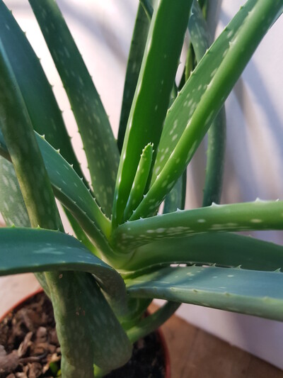 Целебный Алое-Вера домашнего выращивания