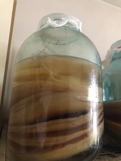 Камбуча,  чайный гриб