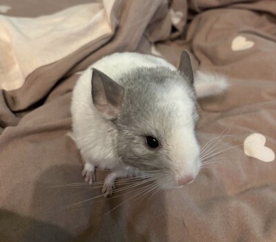 Домашние питомцы