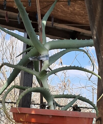 Продам Алое