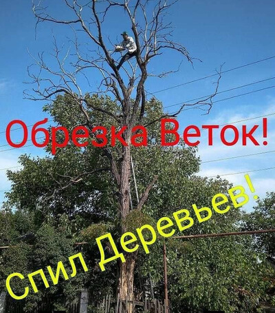 Спил дерев, обрізка гілок, садів.