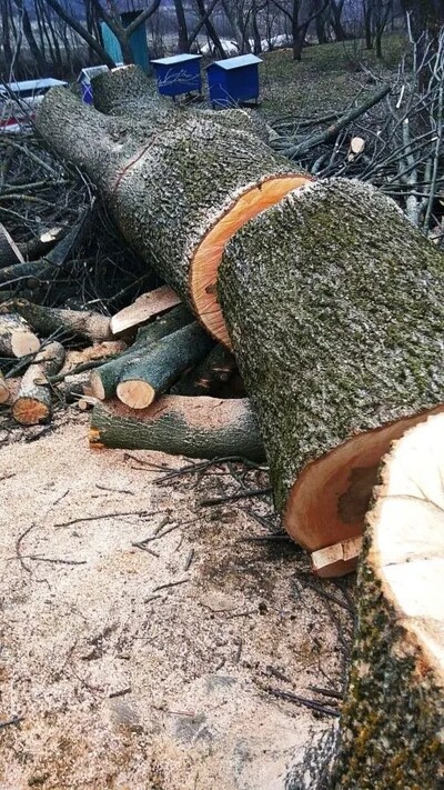 Видалення дерев любої складності