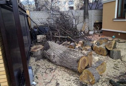 Професійна обрізка і валка дерев