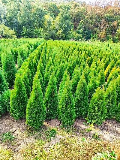 Туя Самшит Ялини Ялівці Декоративні рослиниВеликий асортимент. Доставка