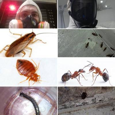 Тараканы(прусаки),блохи,муравьи уничтожение насекомых