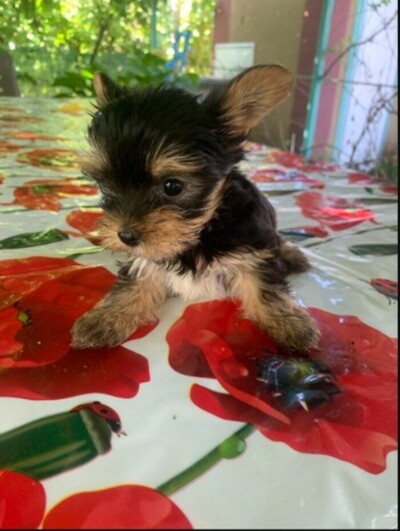 Продаються чарівні цуценята міні йоркширського тер’єра