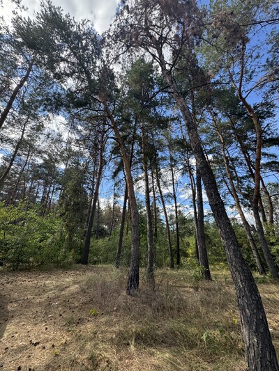 Продається земельна ділянка в лісі – 1,5 га!