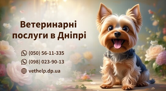 🚗 Ветеринар виїзд на дім Дніпро – 🐾 Професійна допомога тваринам