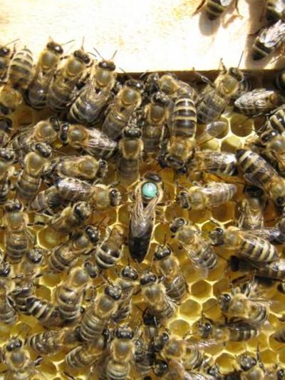 Пчёлы. Пчелиные матки плодные (меченые) карпатка. Доставка по Украине