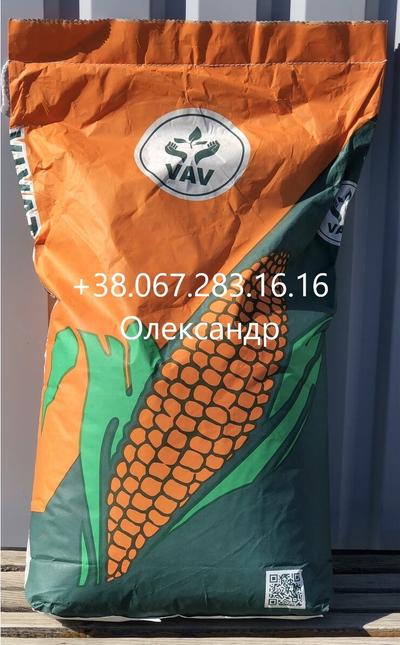 Хотин ДБ (ФАО-250) Насіння кукурудзи