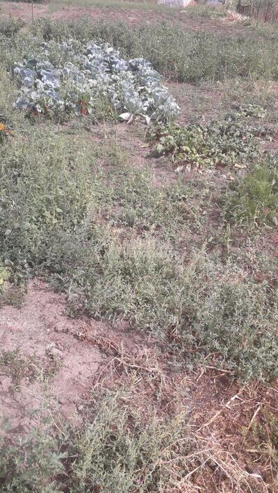 Продаж зімельної ділянки під будивництво