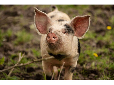 Робота в Данії по SL1 на свинофермі