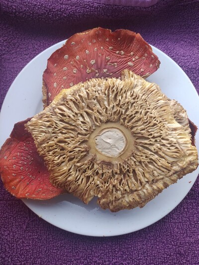 Мухомор червоний, сушений 3 сорту