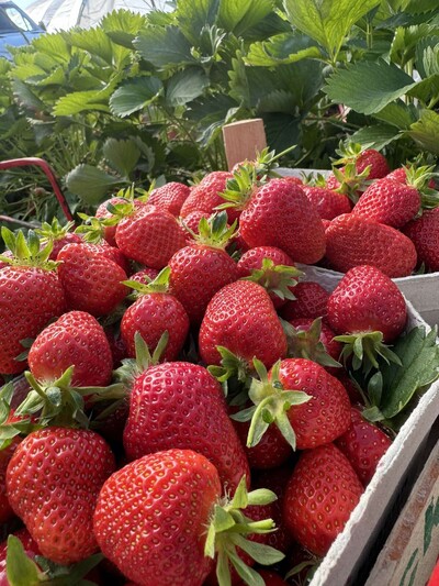 Сезонна робота в Німеччині